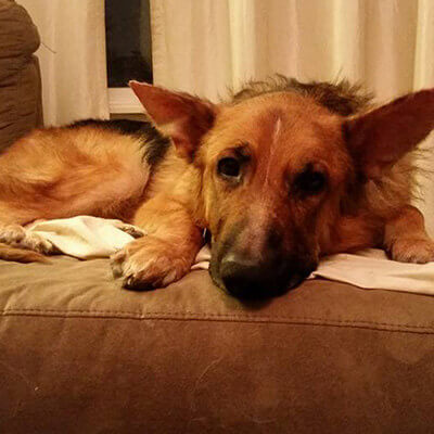 Badger Ready for Fur-ever