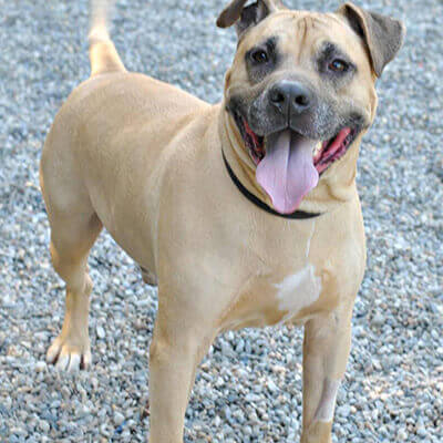 Barney Given a Chance for a Happy and Healthy Life