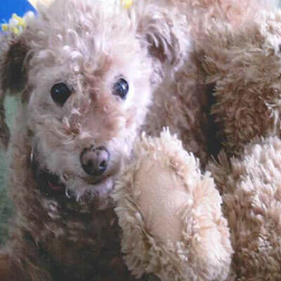 Bella Cheerful Golden Years