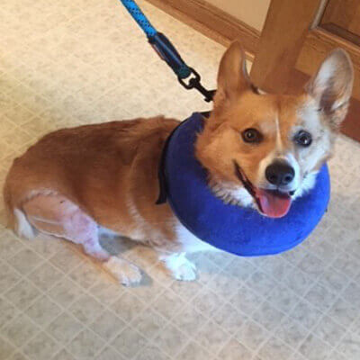 Bengie Ready to Run & Play