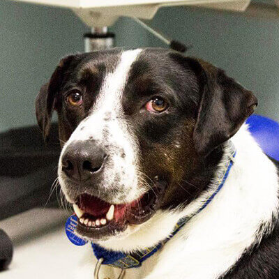 Billy Found his Fur-ever Family