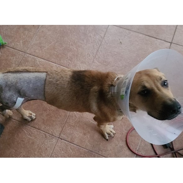 Chappy "Seeing his dog smile is worth all the money in the world."