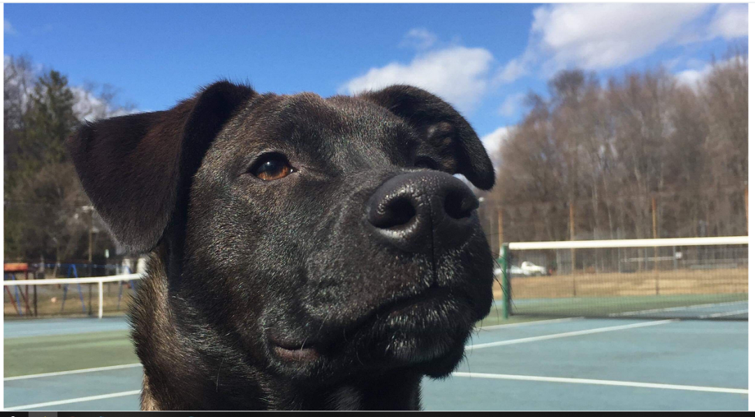 Chaz “Chaz is doing amazing. He is being spoiled by his parents who adopted him! Chaz would not have been able to walk without the surgery he got for his broken femur. He would have also been is a lifetime pain.” - Carol, Care of DC Pets Volunteer