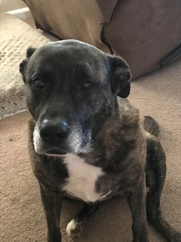 Chiffon “Chiffon is healed and is looking and feeling great. Her appetite has improved, her coat is shining and she is back to being the happy dog she once was. She gives us kisses (a lick to the knee) for no reason and is by my side whenever.” - Sherrel, Chiffon's Mom