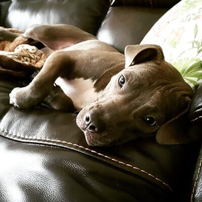 Daisy Staying Happy and Healthy at Home