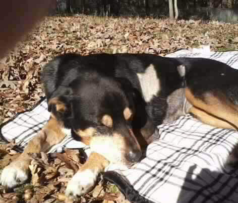 Jack sunbathing
