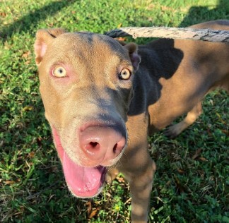 JB JB had to wear a muzzle for weeks to set his jaw but is now doing wonderful and looking for a forever home.