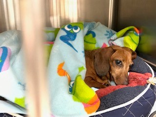 Laci Lou "Thank you so much for helping our little Laci Lou. She has had an amazing recovery!" -Theresa, Laci Lou’s mom