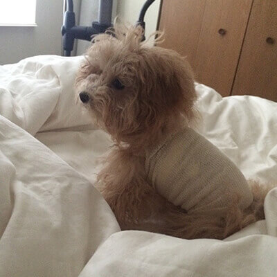 Macie A New 'Leash' on Life!