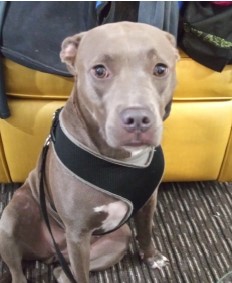 Macie Favorite part of having dogs is the pure joy they bring into our homes and hearts