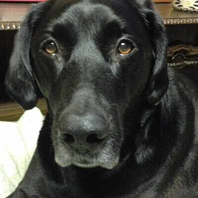 Marley Back to Being a Dog