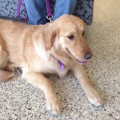 Molly Laying On The Floor