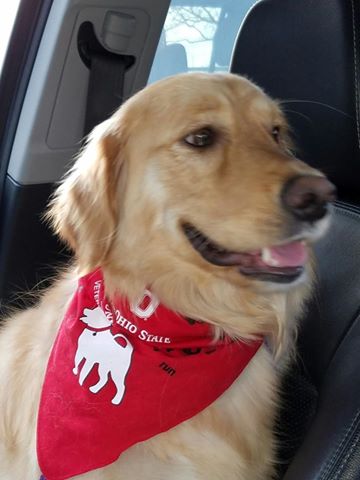 Molly Wearing A Bandana