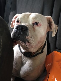 Murdoch Life on the streets have been unkind to Murdoch, he’s a sweet boy and deserves a family to love him and keep him safe