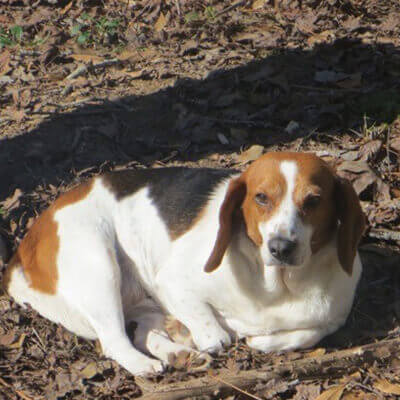 Nutmeg Enjoying Her New Family