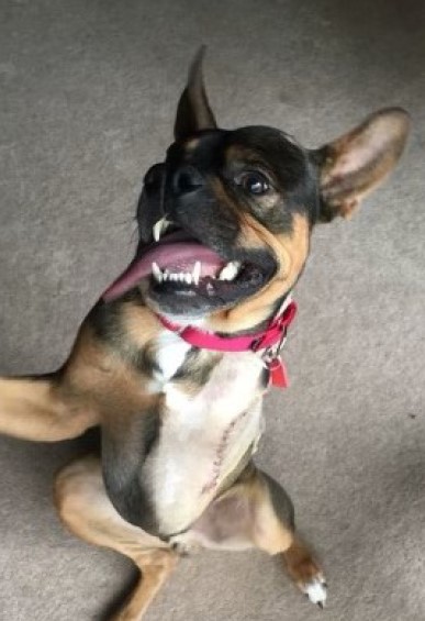 Porkchop He loves to snuggle and be near his people person