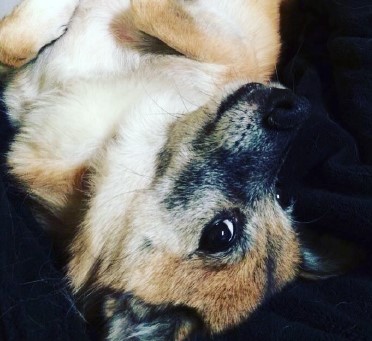 Puddles She is 14 but has tons of life left and runs around like a puppy