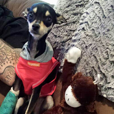 Rex Back on His Paws