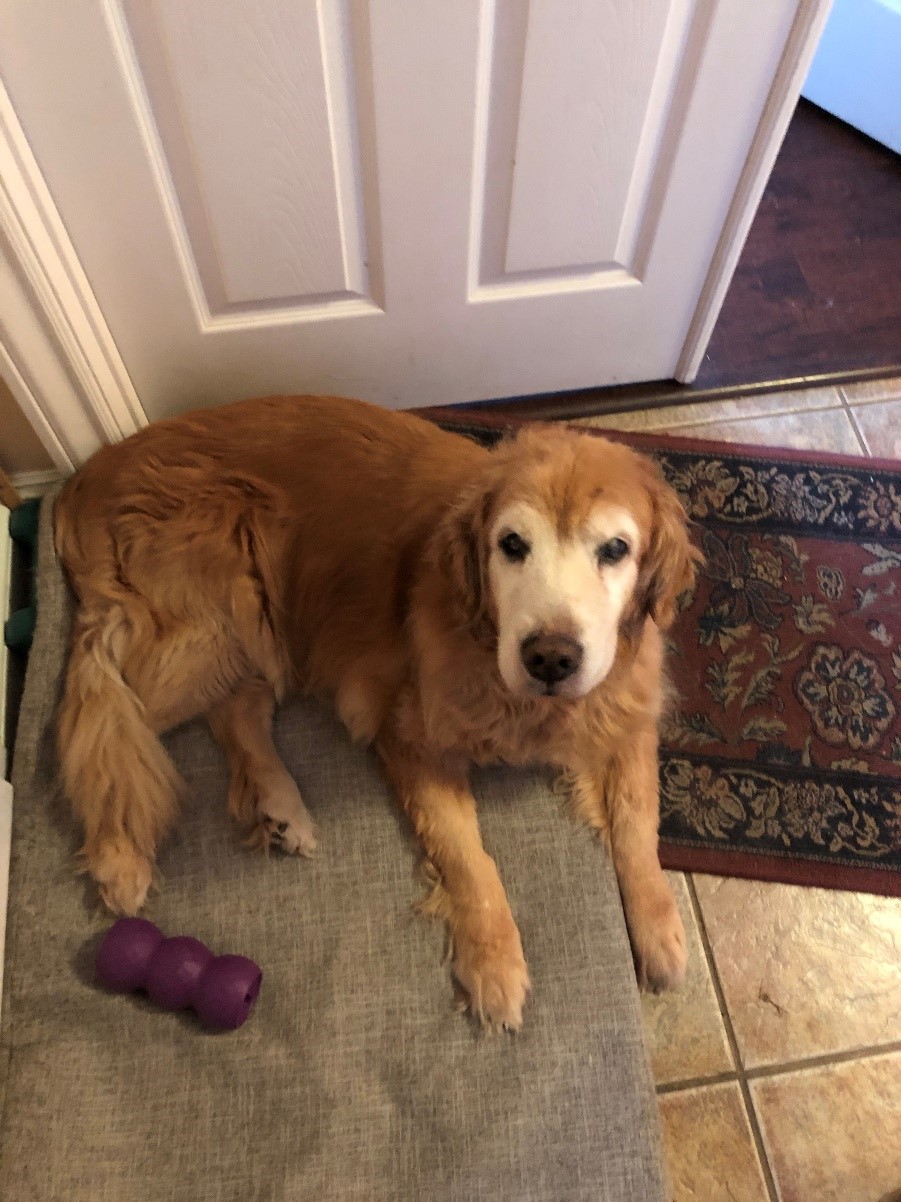 Roxy “She is much more chipper and running around like her old self again! She is now able to live out the rest of her life like she was meant to, without the tumors!” - Karla, Roxy's Mom