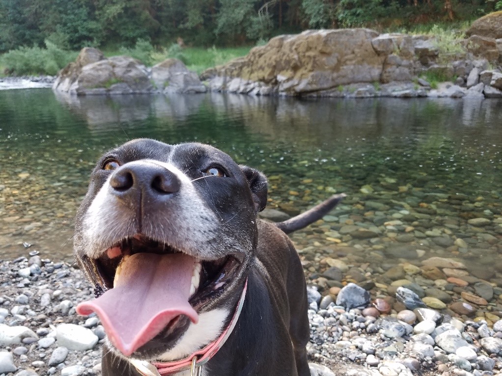 Sophie “Since her surgery she acts like a puppy again and not in so much pain, we cannot imagine our family without her”.