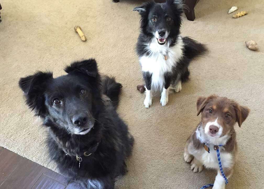 Photo of Tucker and friends.
