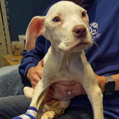 Scooba Steve From Flat Foot to Forever Home