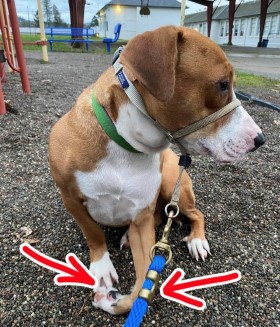 Odessa 1 year old Hound mix from Roseburg, OR