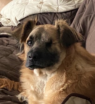 Zeus Zeus is doing wonderful after surgery. After everything he has been through, he is the kindest, most loving dog, and has found his forever home with us.